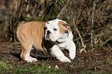 BULLDOG ANGLAIS 048